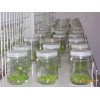 組培瓶生產(chǎn) 廠家 提供組培瓶，蘭花瓶，蟲草瓶