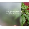 玻璃蒙砂粉廠家、水性蒙砂粉（環(huán)保型）